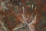 Polished Petrified Wood Section - Arizona #290593-1